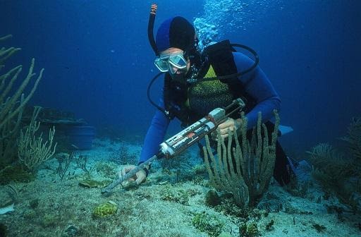 marine biologist scuba diving underwater working
